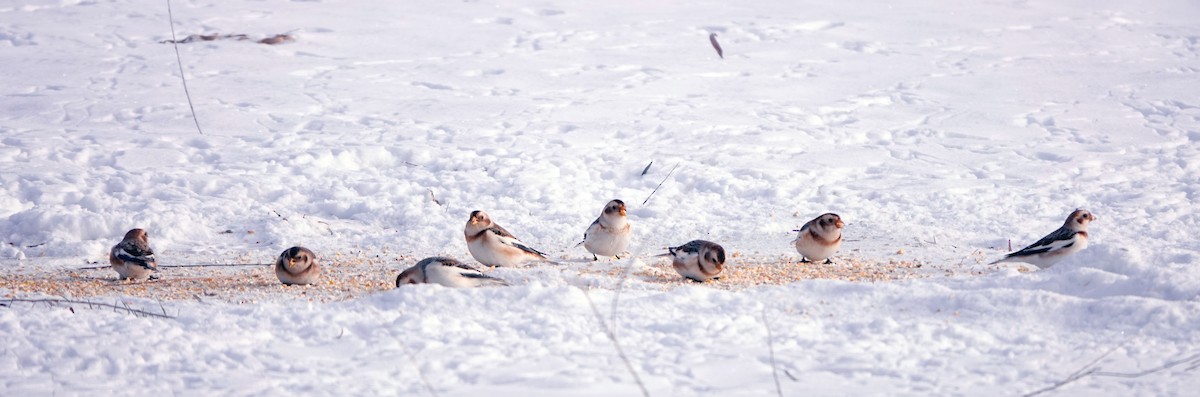 Пуночка - ML646644463