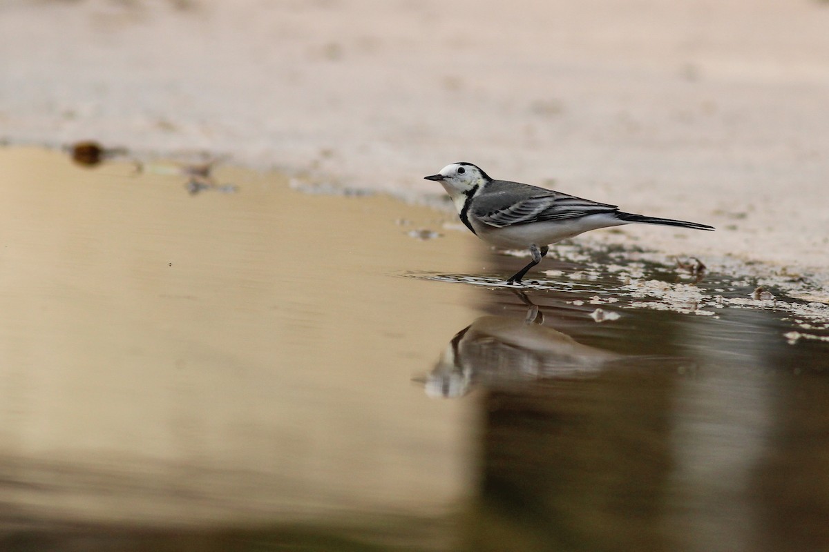 Bergeronnette grise - ML646644464