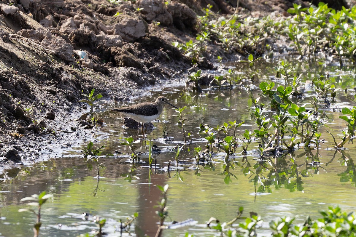 Solitary Sandpiper - ML646644465