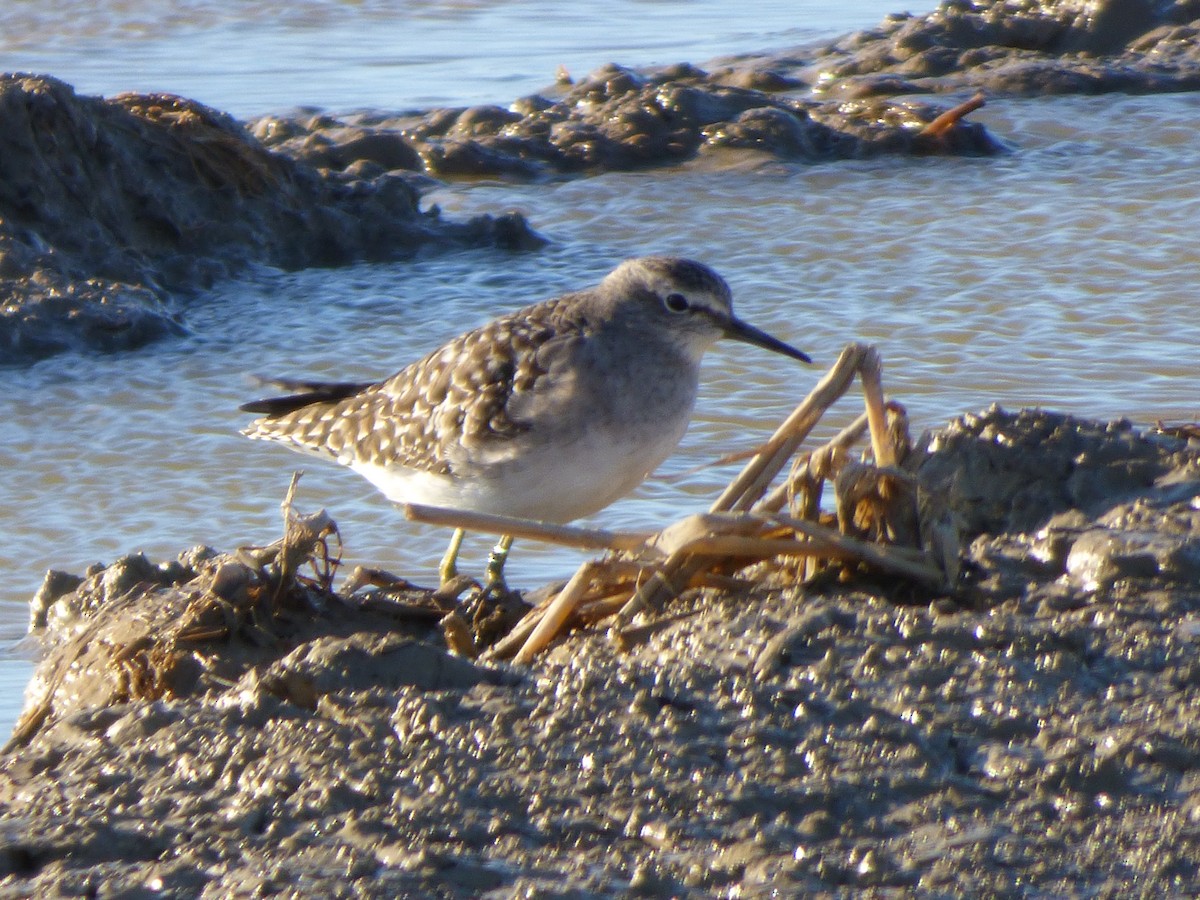 vodouš bahenní - ML646644466