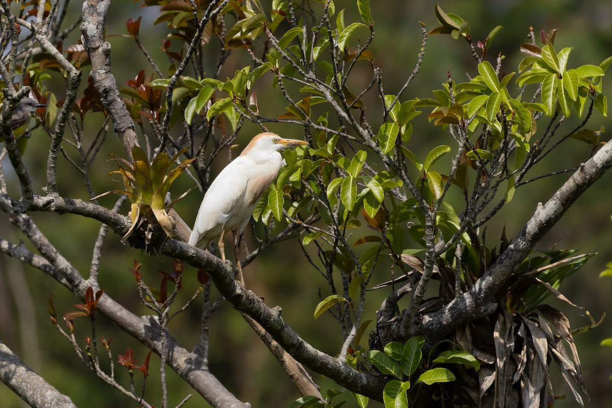 Western Cattle-Egret - ML646644469
