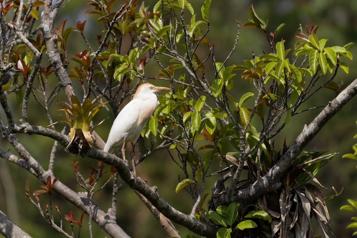 Western Cattle-Egret - ML646644470