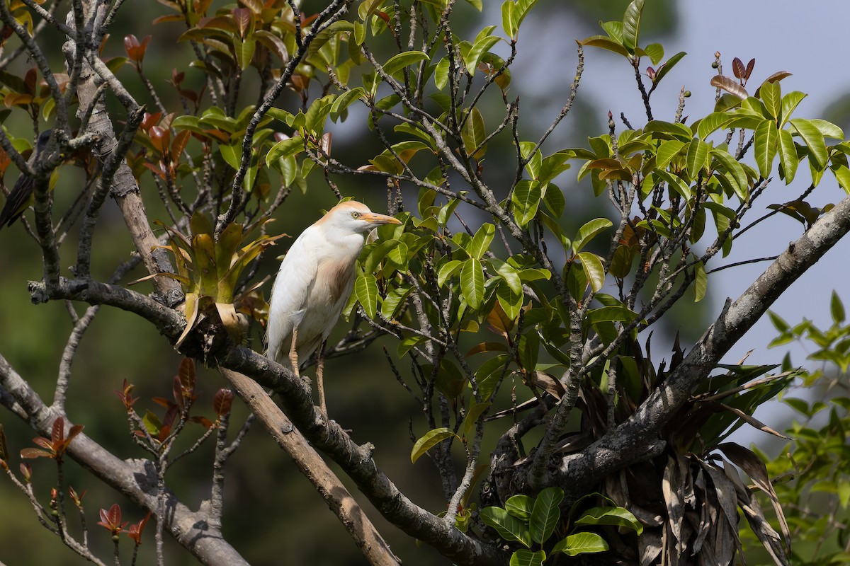 Western Cattle-Egret - ML646644472