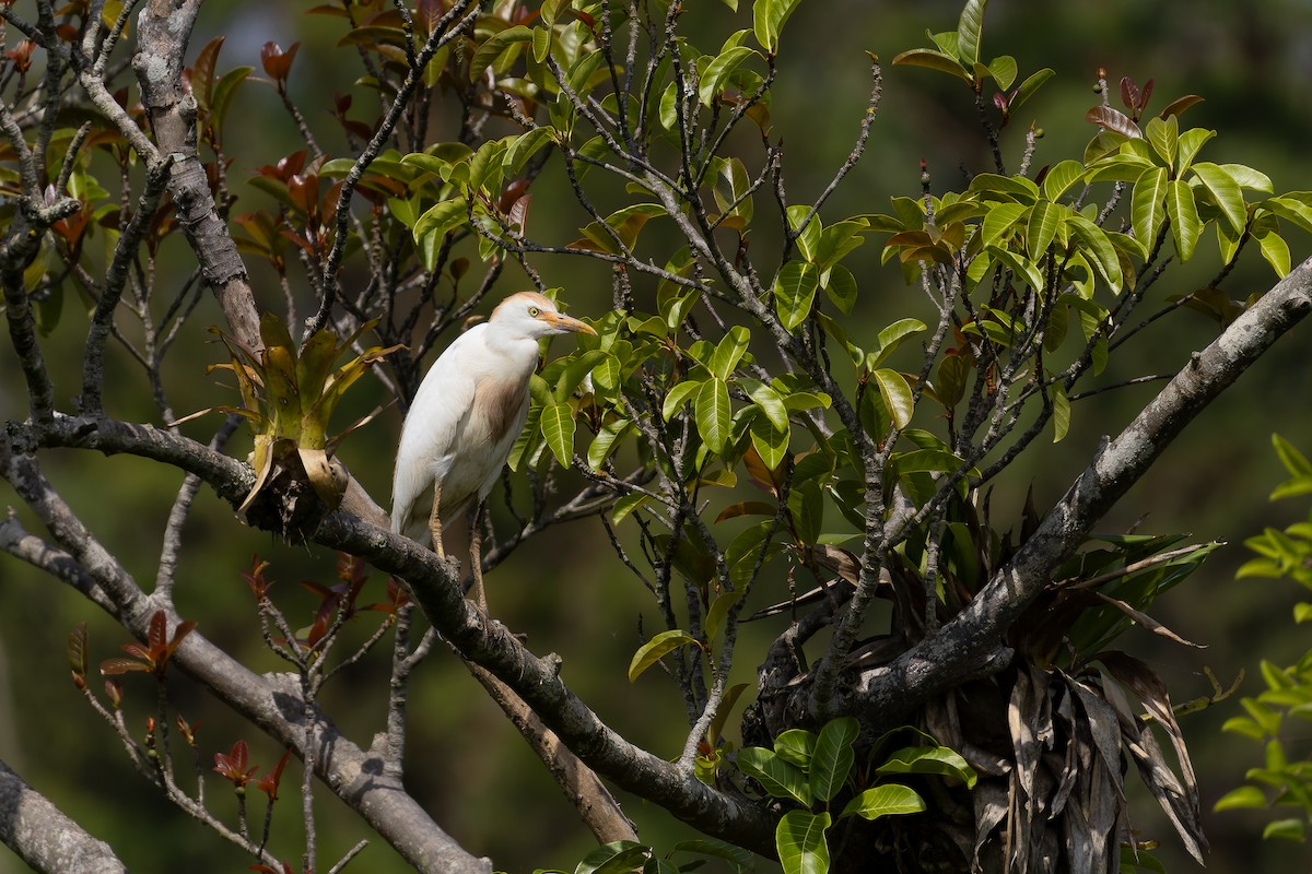 Western Cattle-Egret - ML646644473