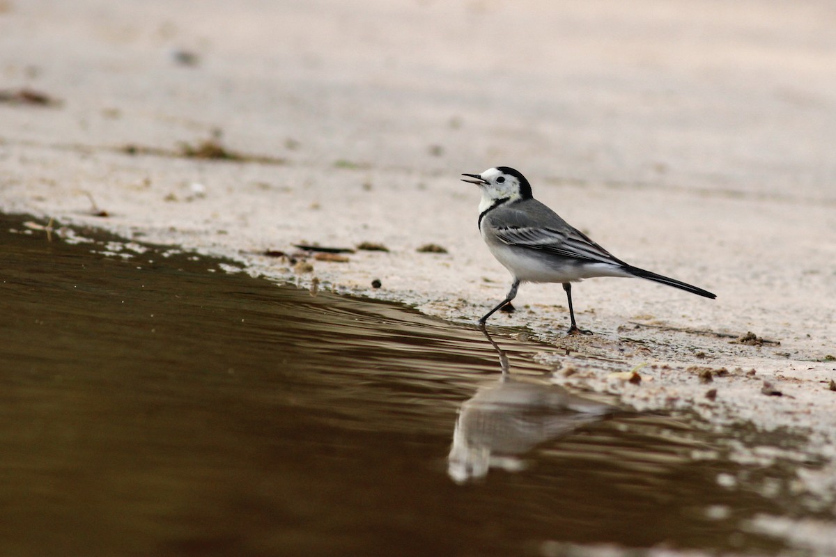 Bergeronnette grise - ML646644474