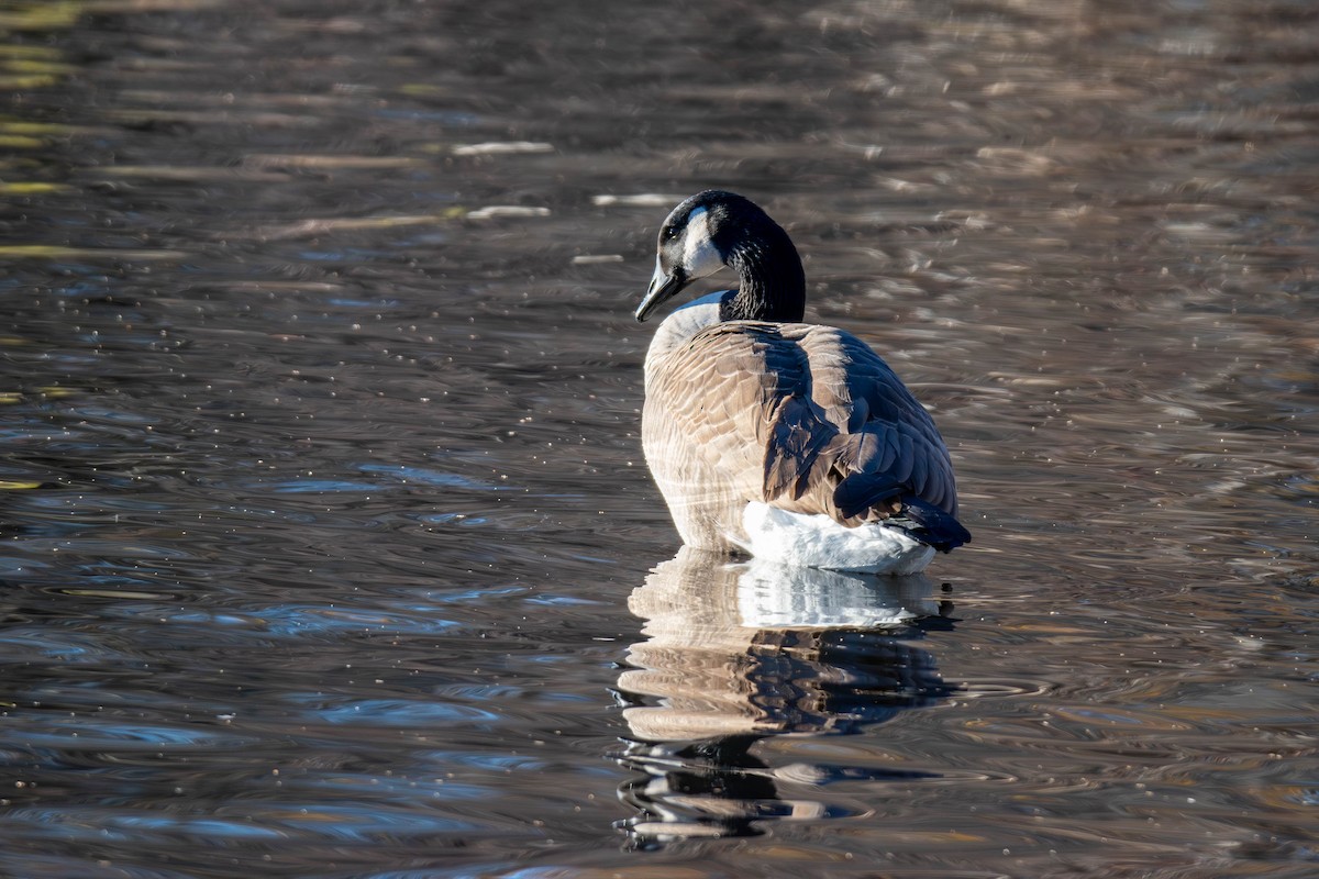 Canada Goose - ML646644477