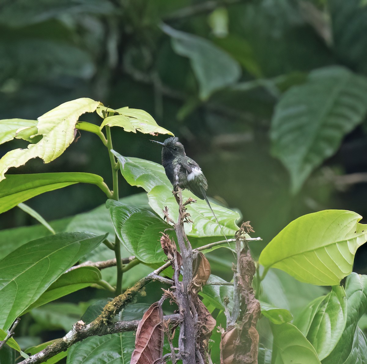 Black-bellied Thorntail - ML646644478