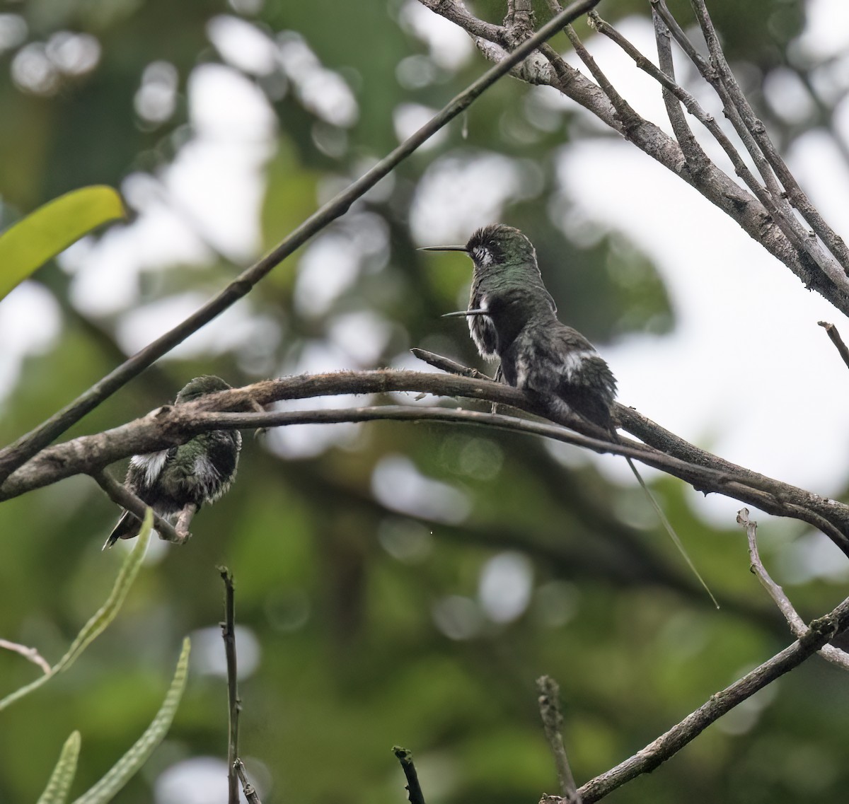 Black-bellied Thorntail - ML646644479