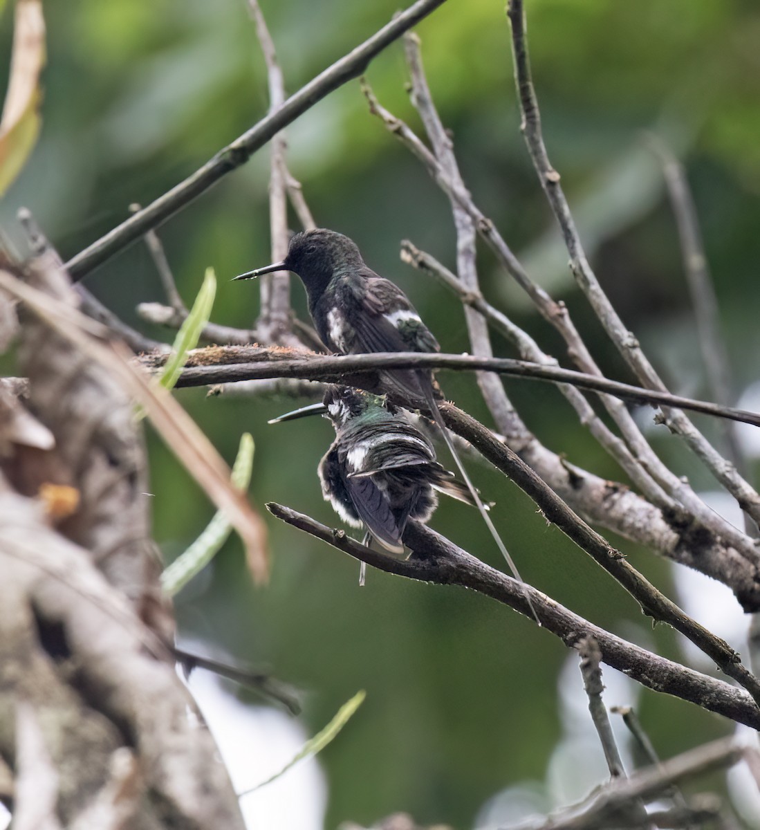 Black-bellied Thorntail - ML646644480