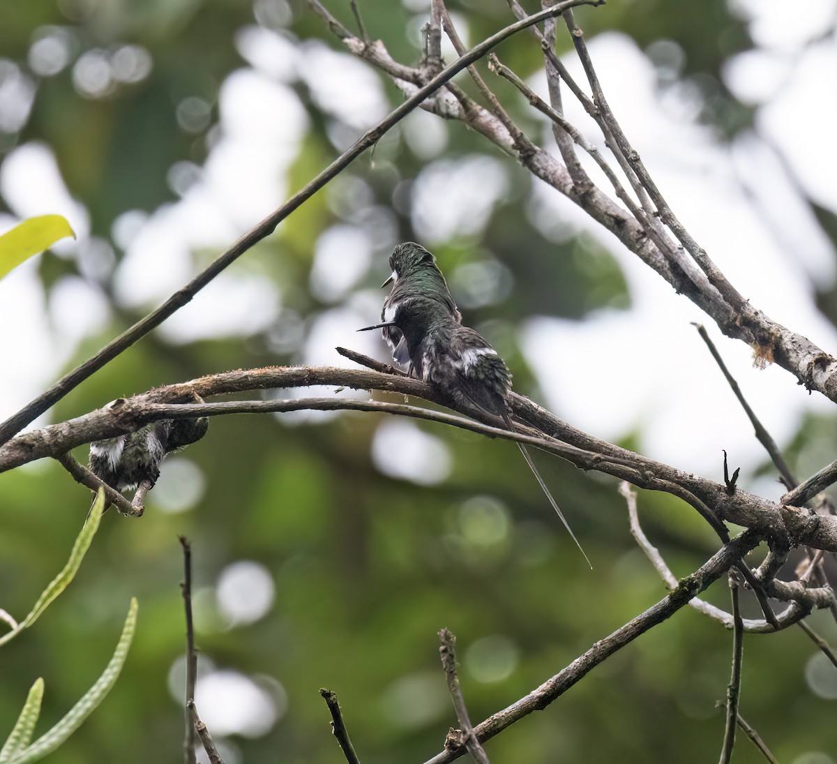 Black-bellied Thorntail - ML646644481
