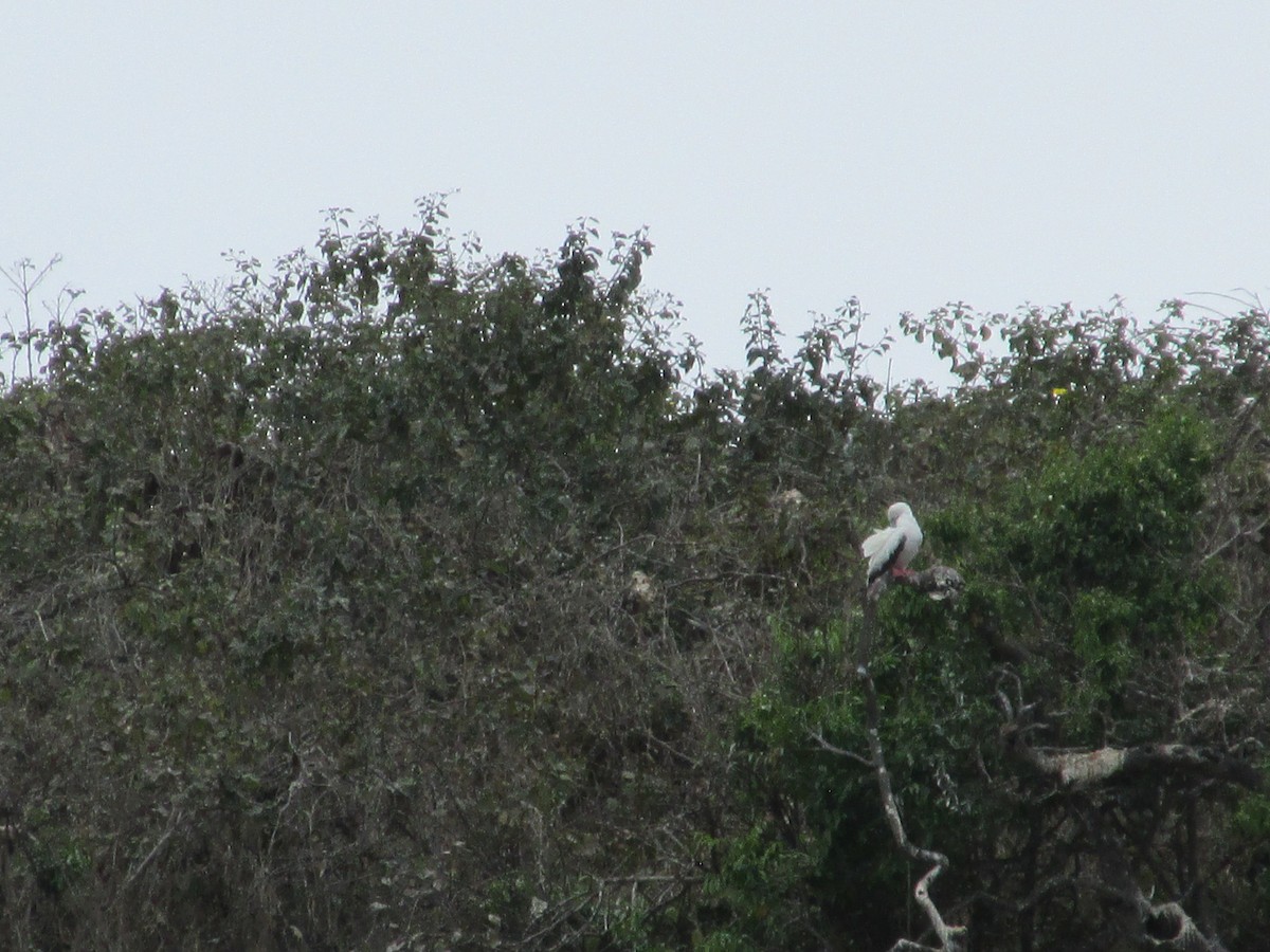 Red-footed Booby - ML646644482