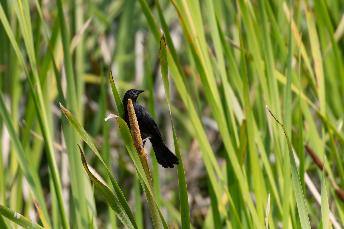 Unicolored Blackbird - ML646644483