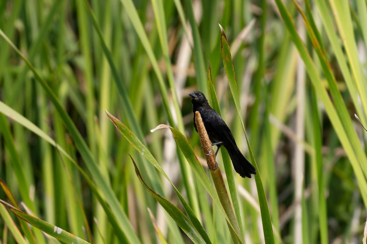 Unicolored Blackbird - ML646644484