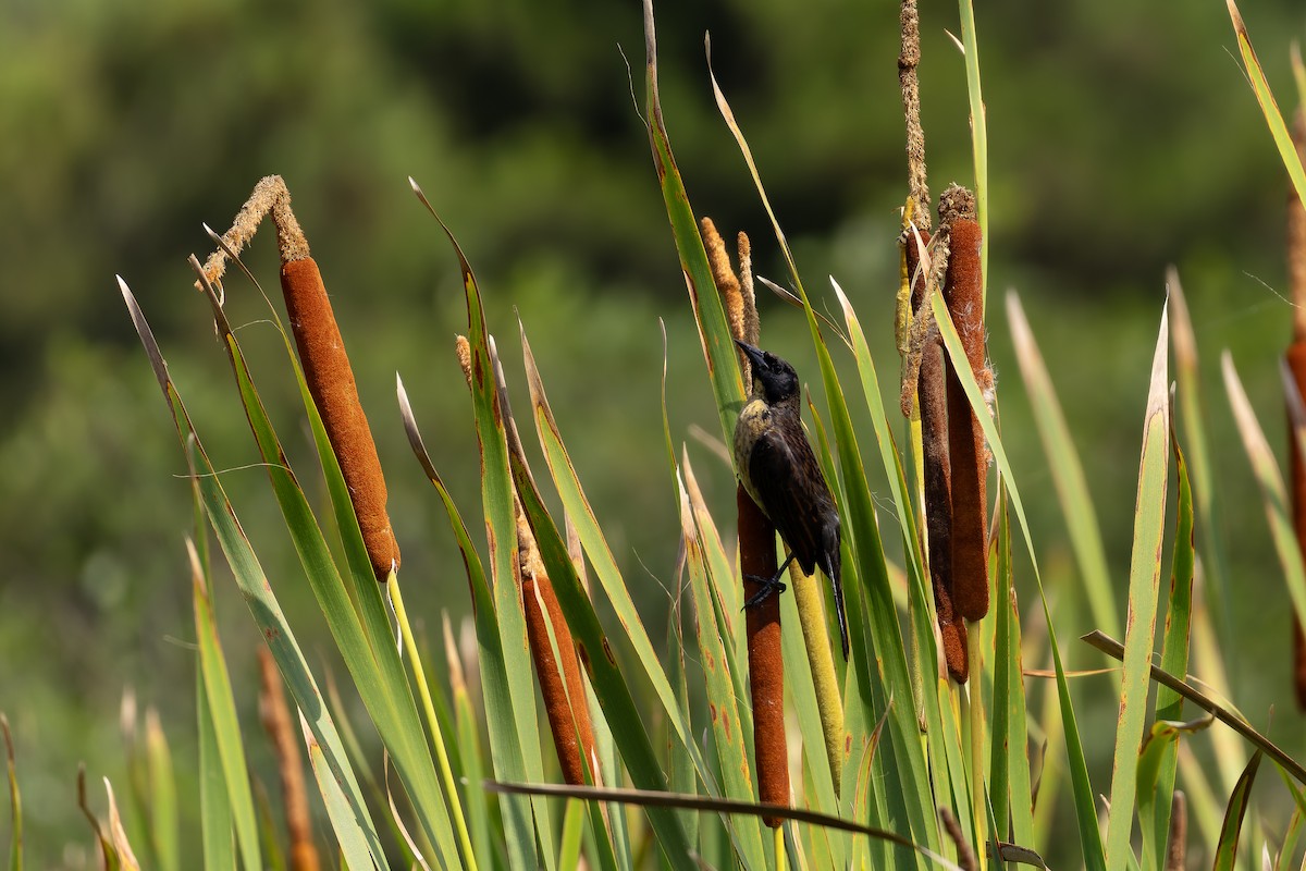 Unicolored Blackbird - ML646644486