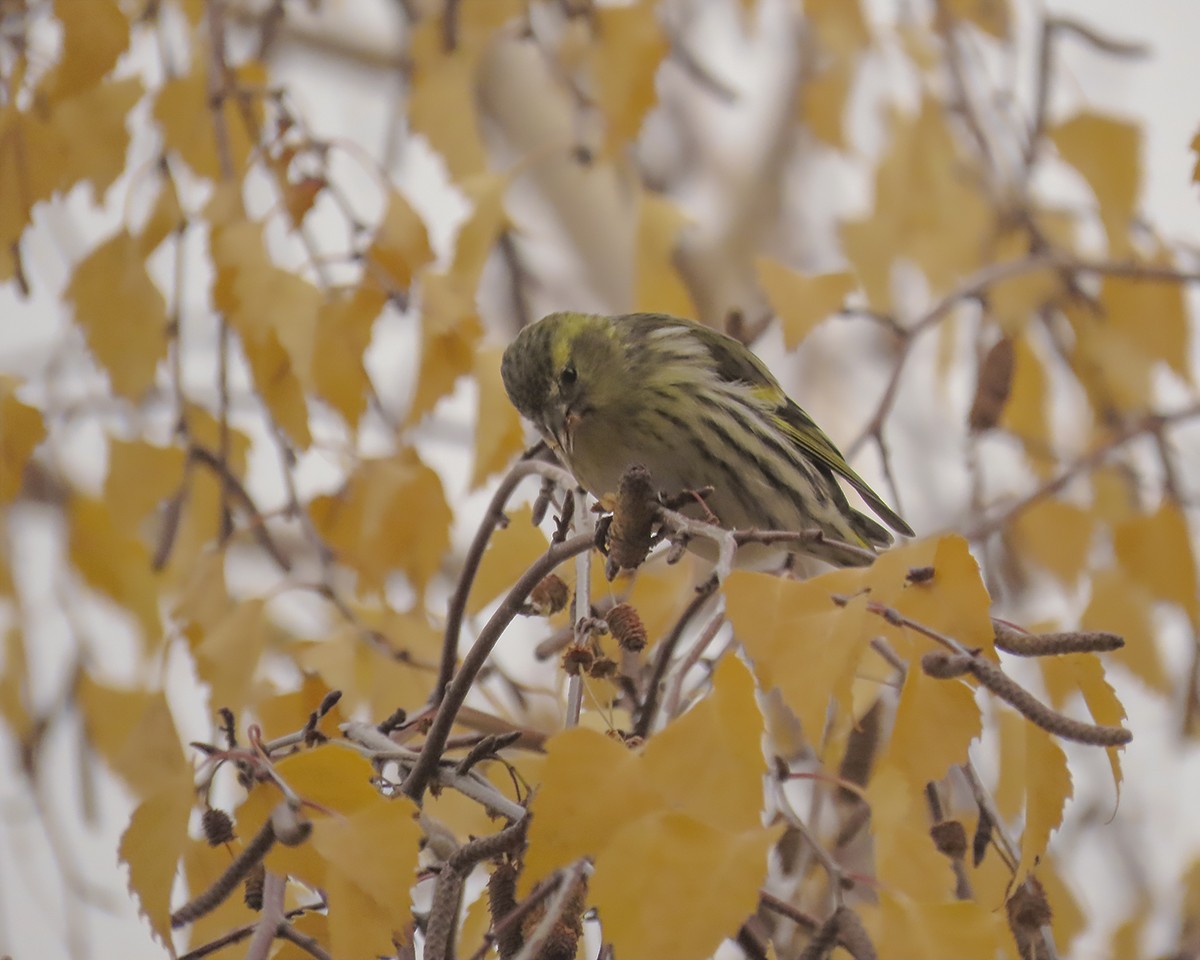 čížek lesní - ML646644487