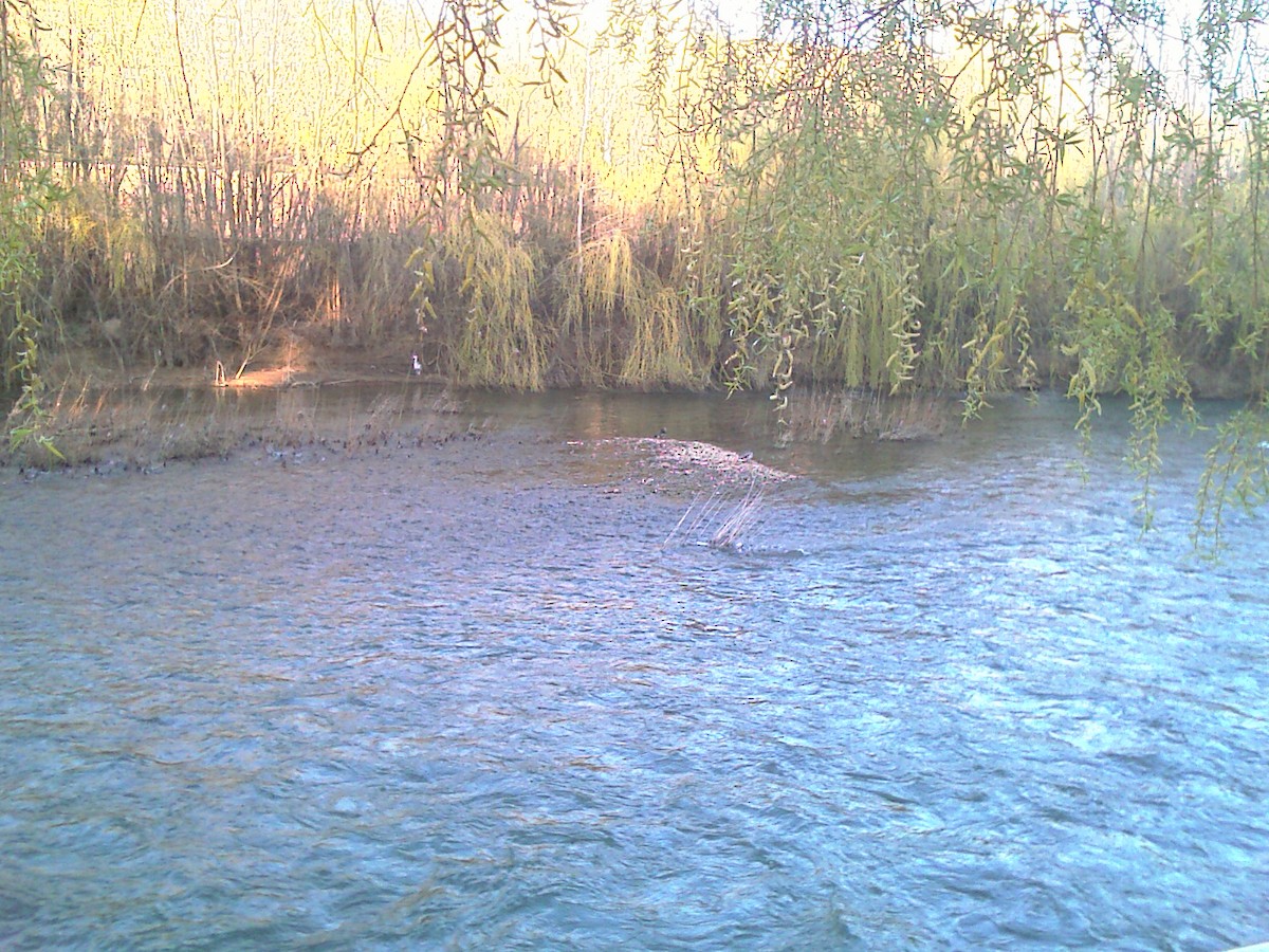 kachnička mandarínská - ML646644489