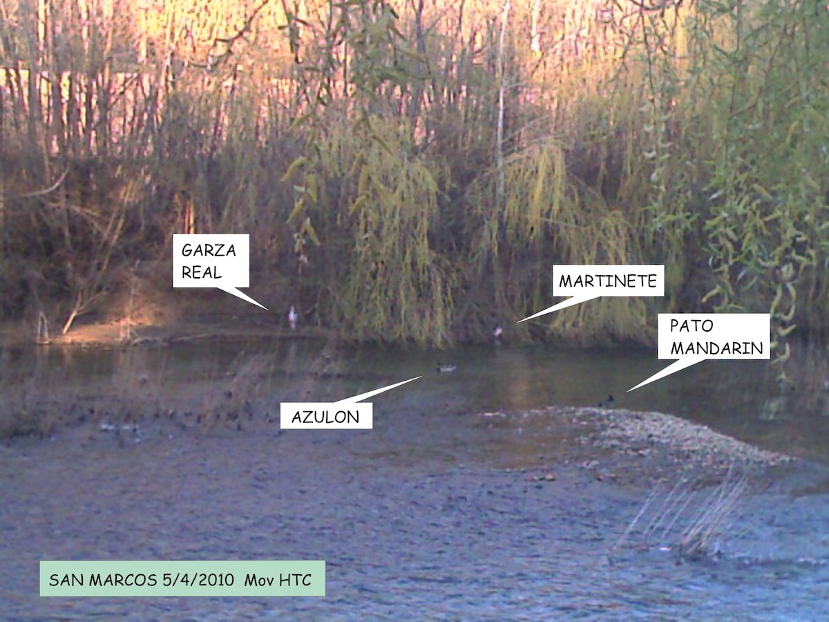 kachnička mandarínská - ML646644490