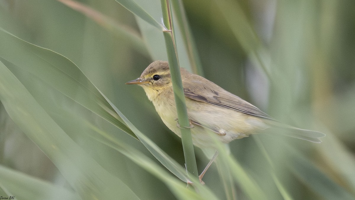 Willow Warbler - ML646644491