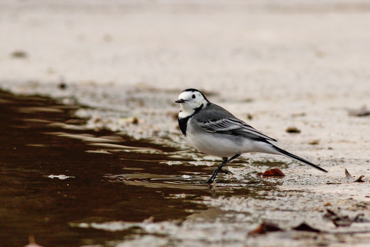 Bergeronnette grise - ML646644493