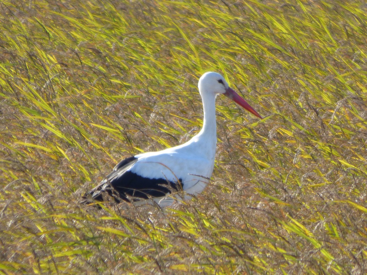 White Stork - ML646644494
