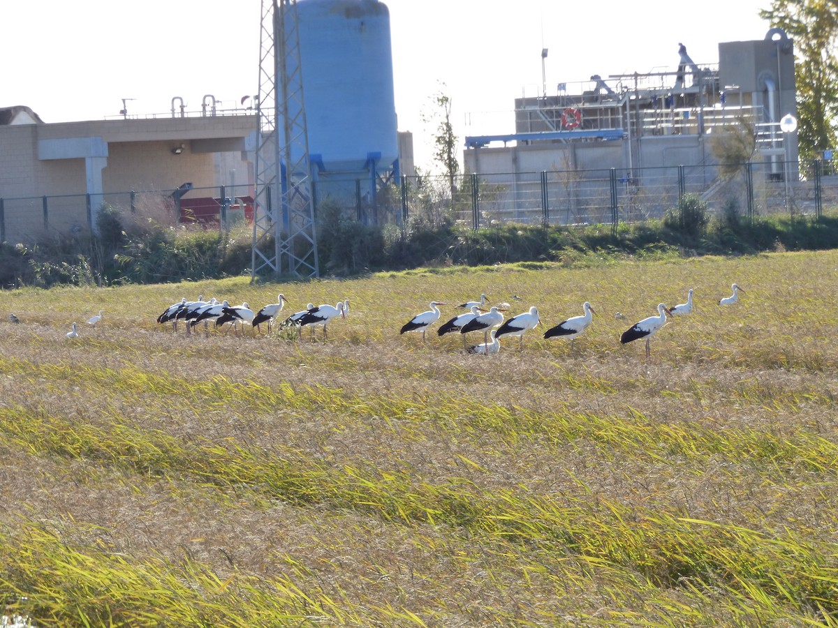 White Stork - ML646644495