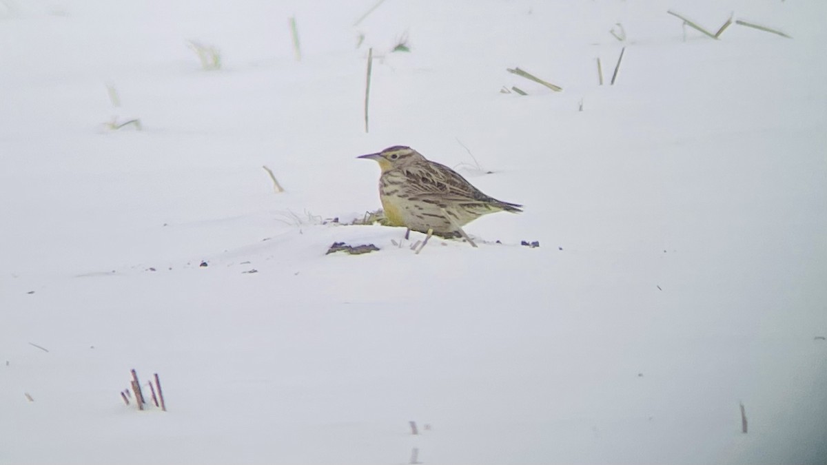 Sturnelle de l'Ouest - ML646644496