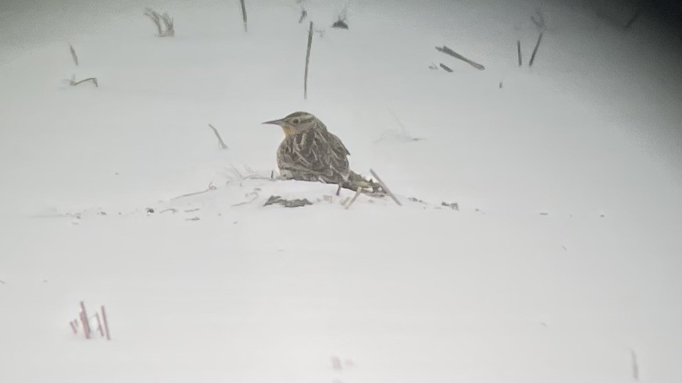 Sturnelle de l'Ouest - ML646644497