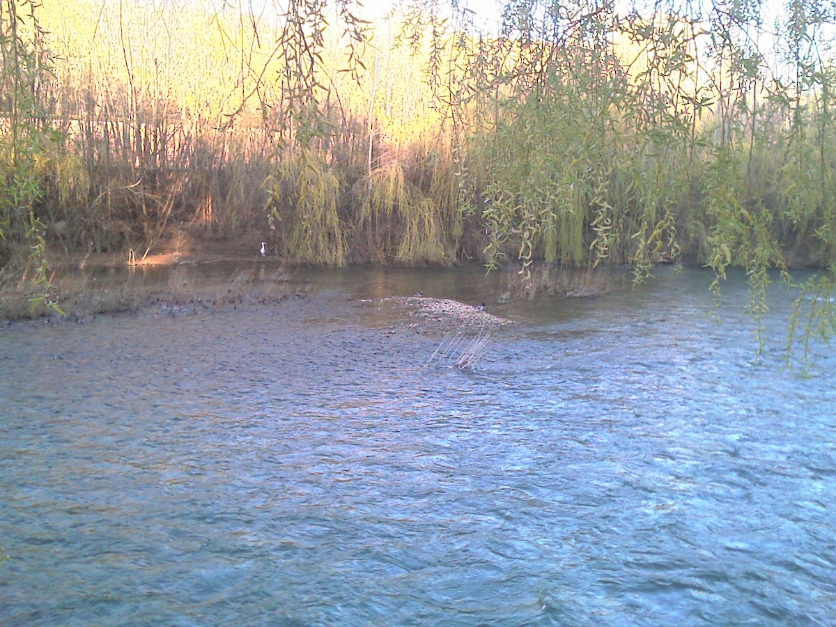 Yeşilbaş - ML646644499