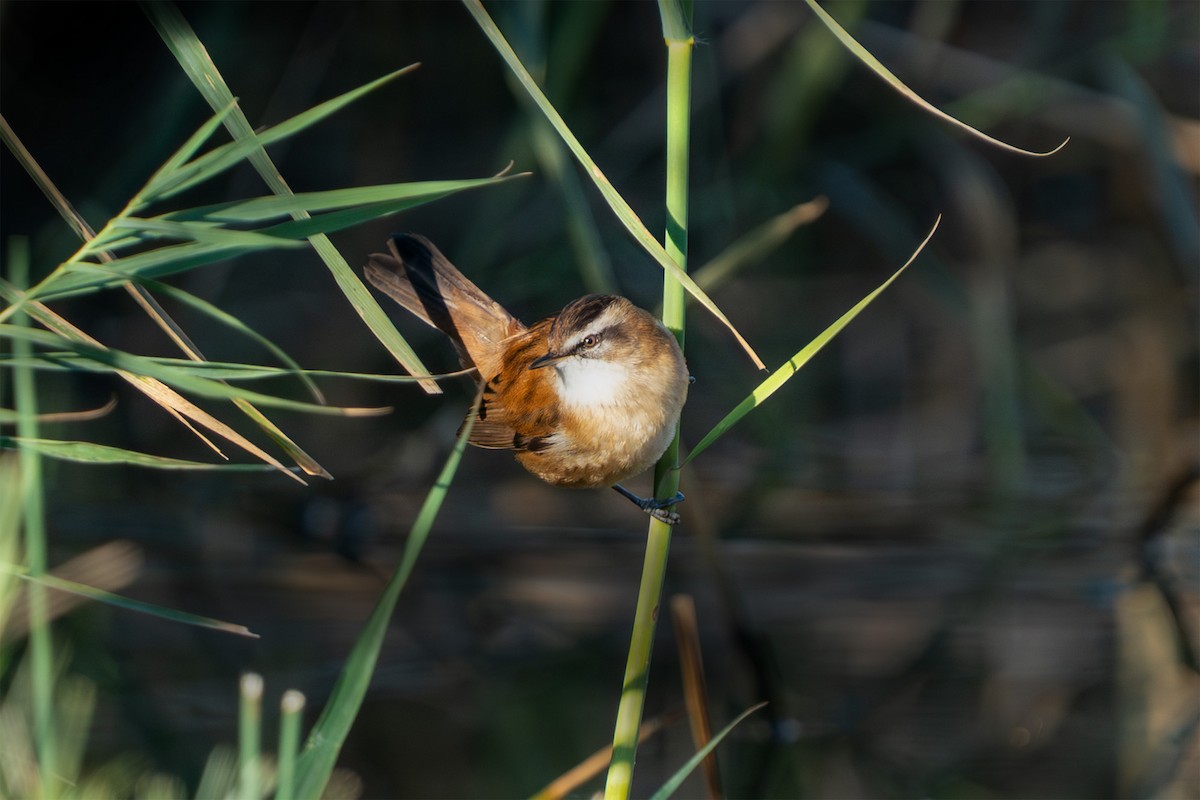 Moustached Warbler - ML646644505