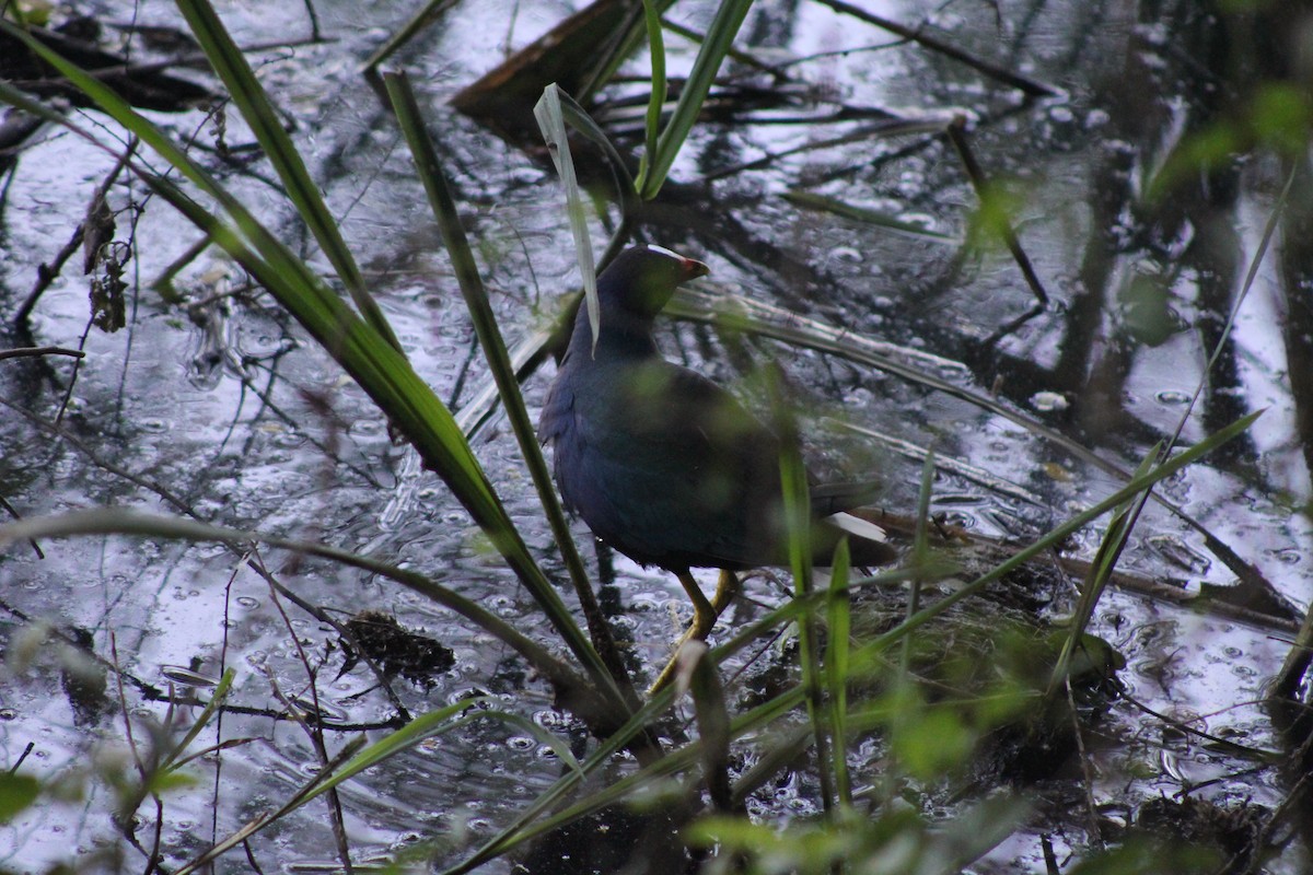 Purple Gallinule - ML646644506