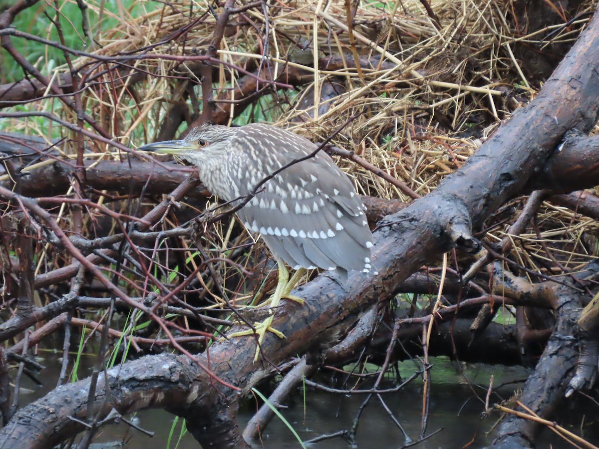 Black-crowned Night Heron - ML646644507