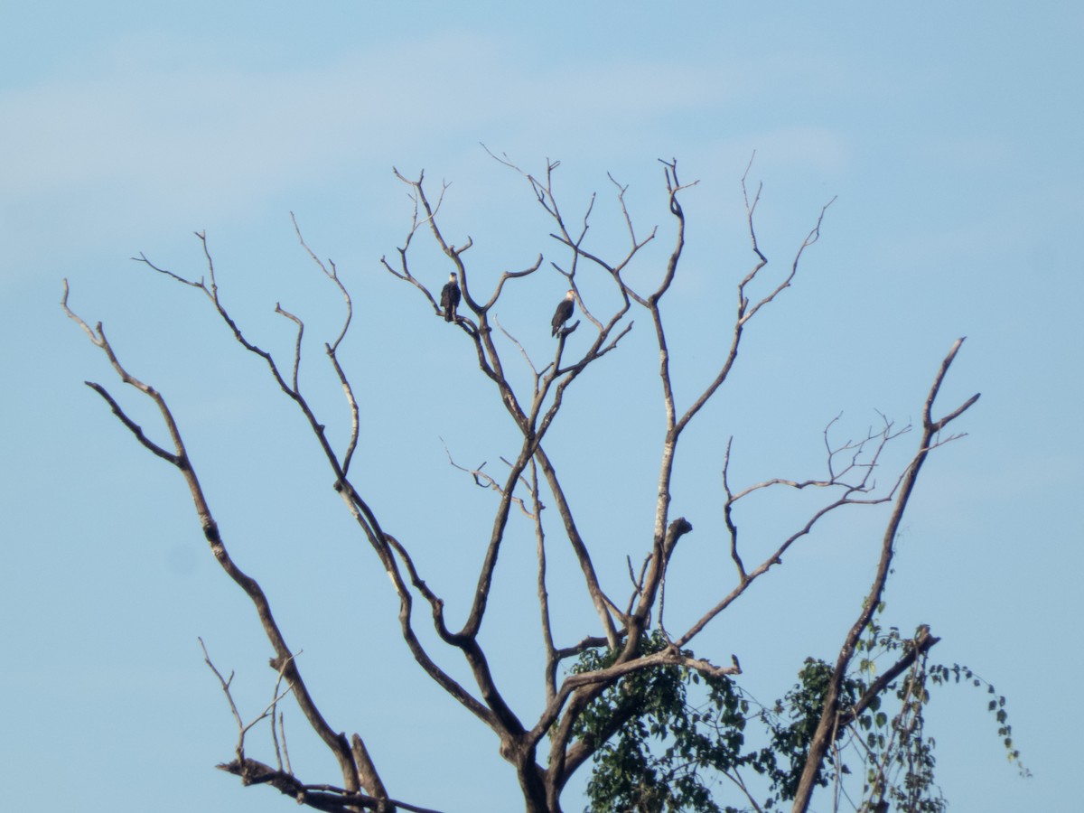 Crested Caracara (Northern) - ML646644508
