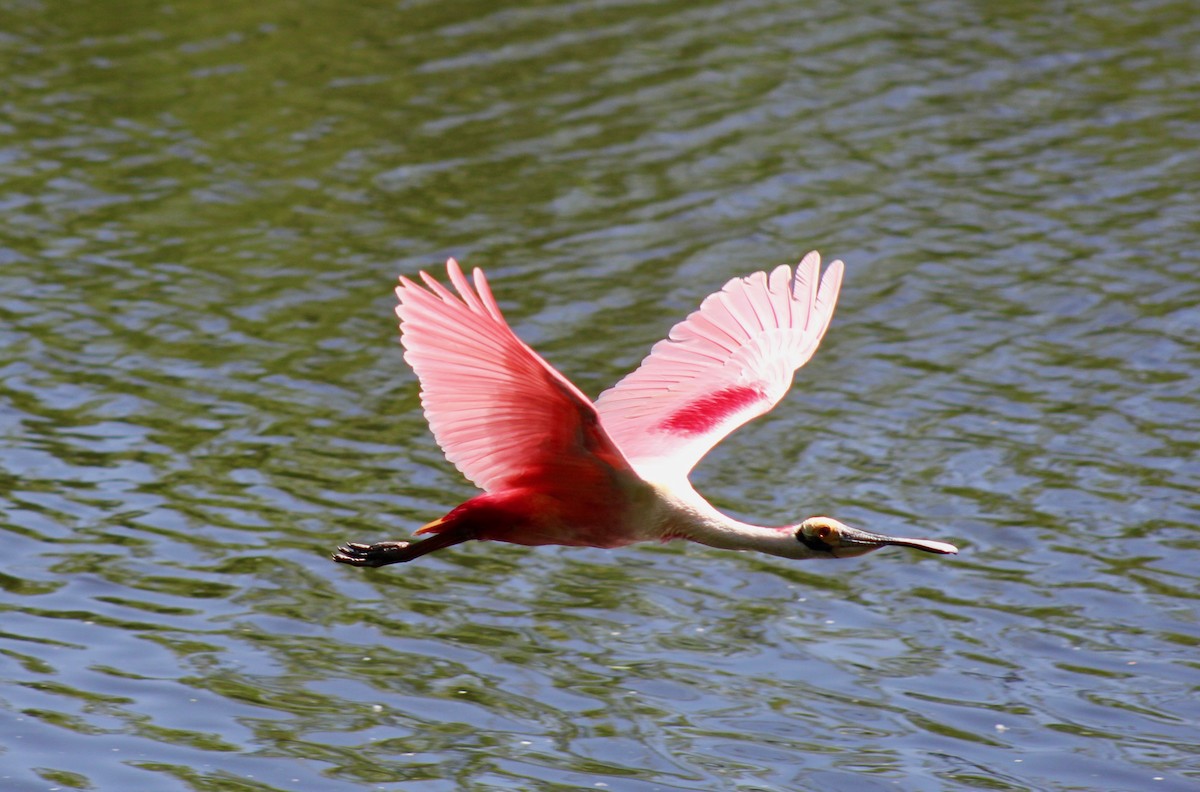 Roseate Spoonbill - ML646644509