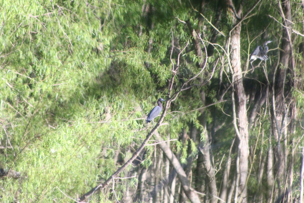Little Blue Heron - ML646644511
