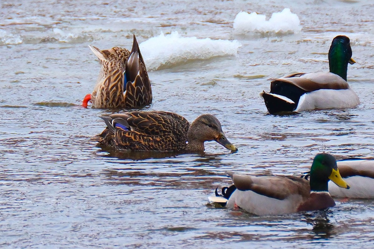 American Black Duck - ML646644512