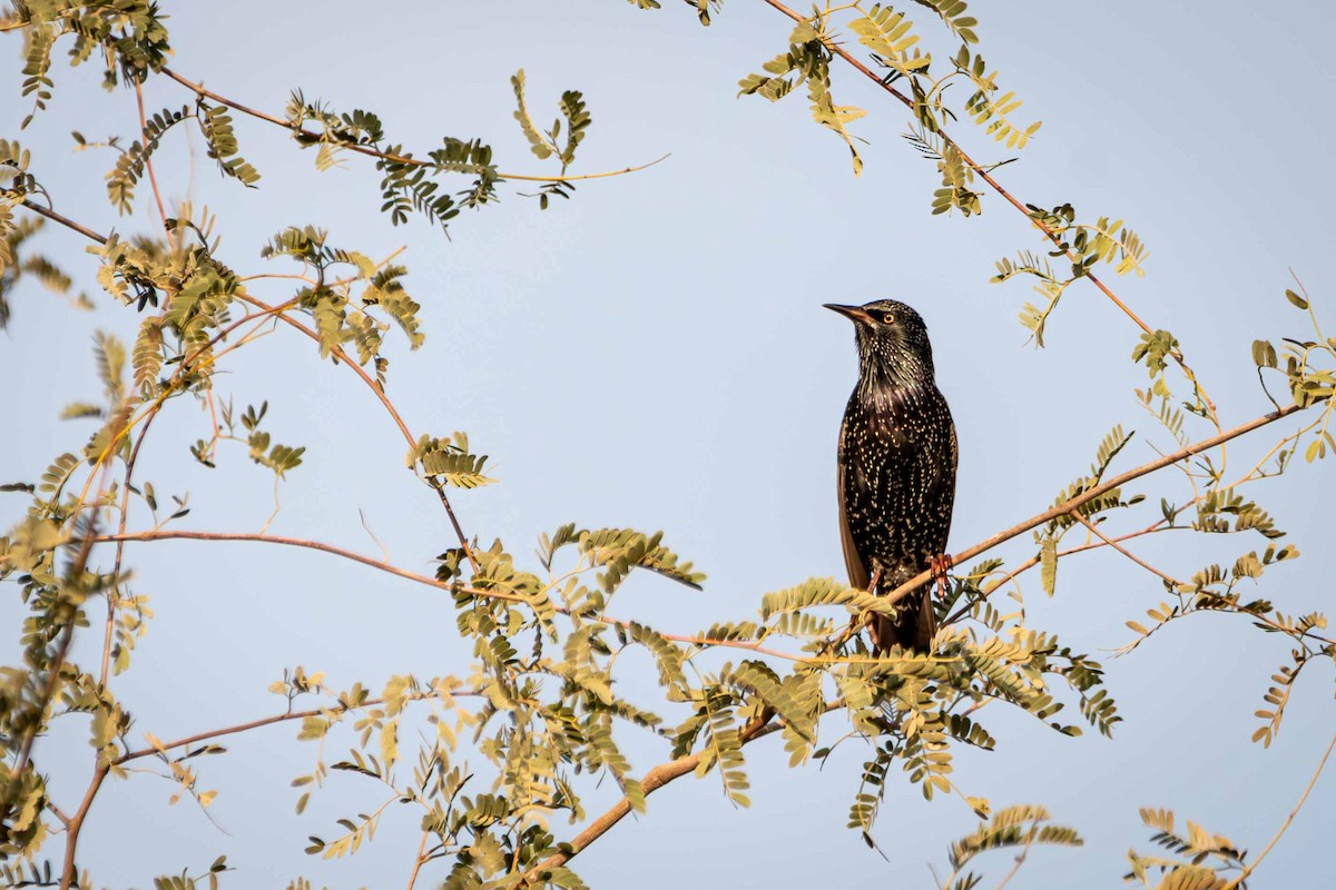 European Starling - ML646644513