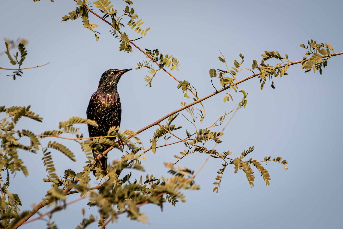 European Starling - ML646644514