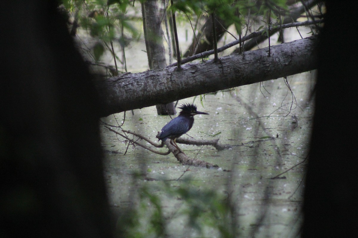 Green Heron - ML646644519