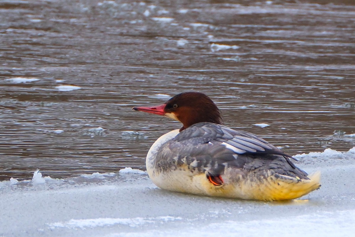 Common Merganser - ML646644520