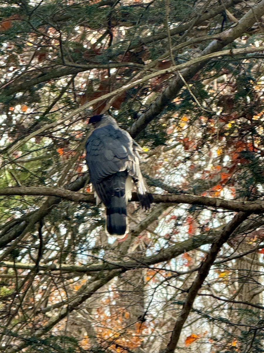 Cooper's Hawk - ML646644522
