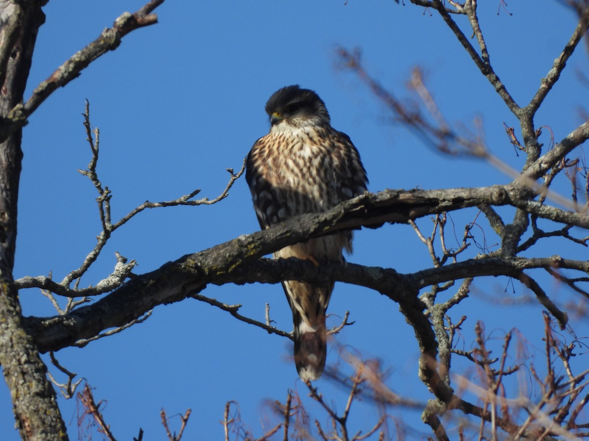 Merlin - ML646644523