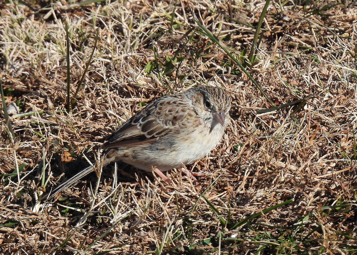 Cassin's Sparrow - ML646644527