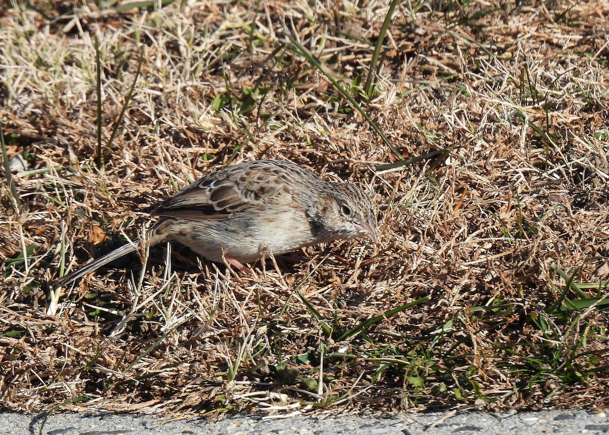 Cassin's Sparrow - ML646644528