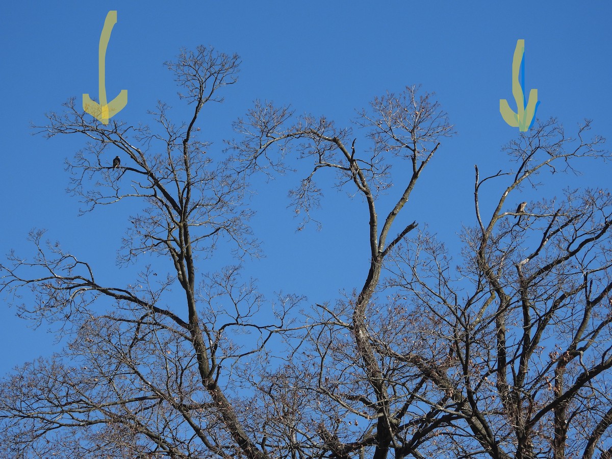 Merlin - ML646644529