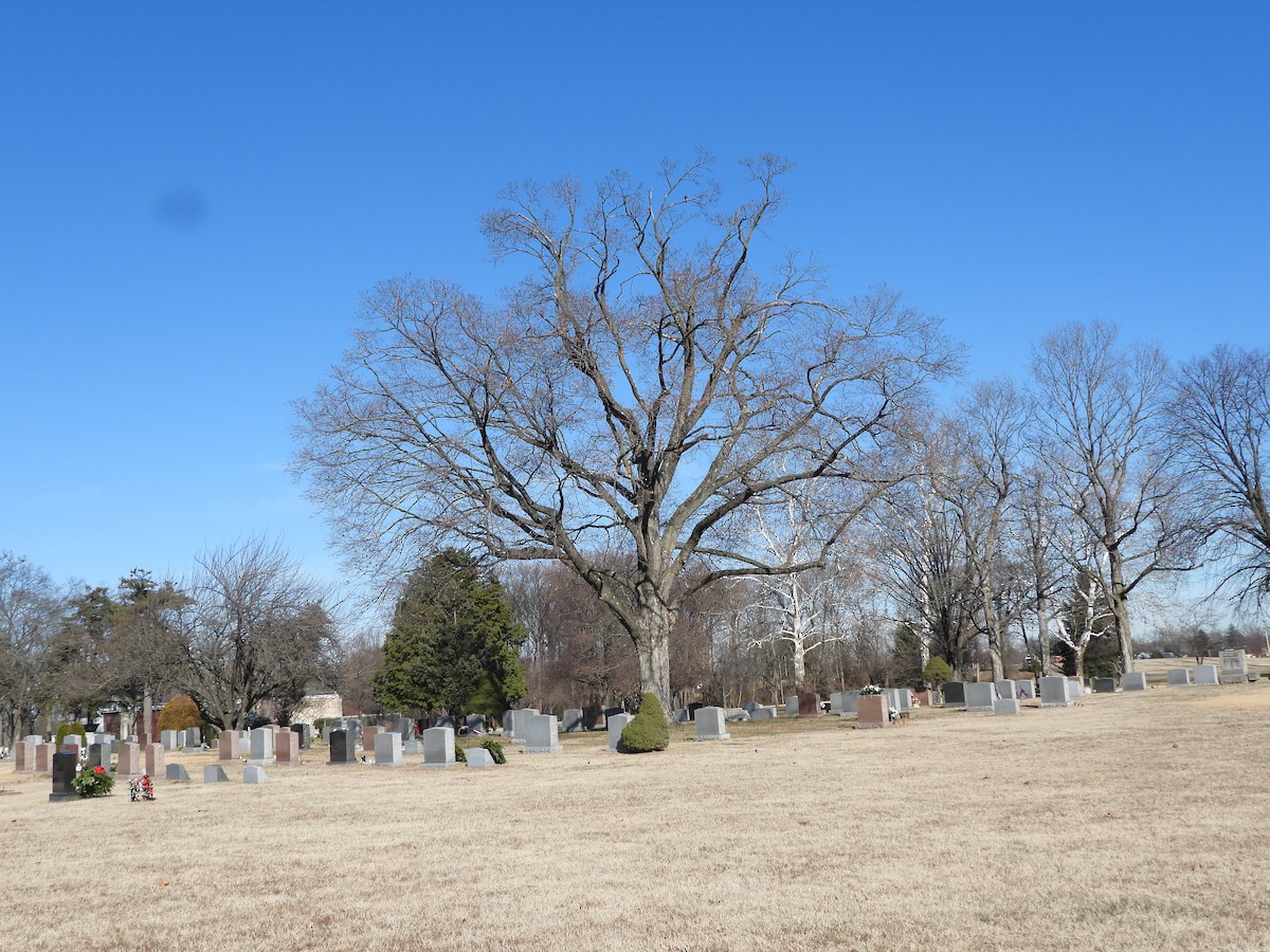 Merlin - ML646644530