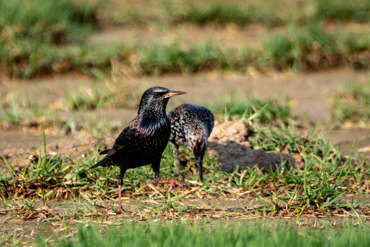 European Starling - ML646644531