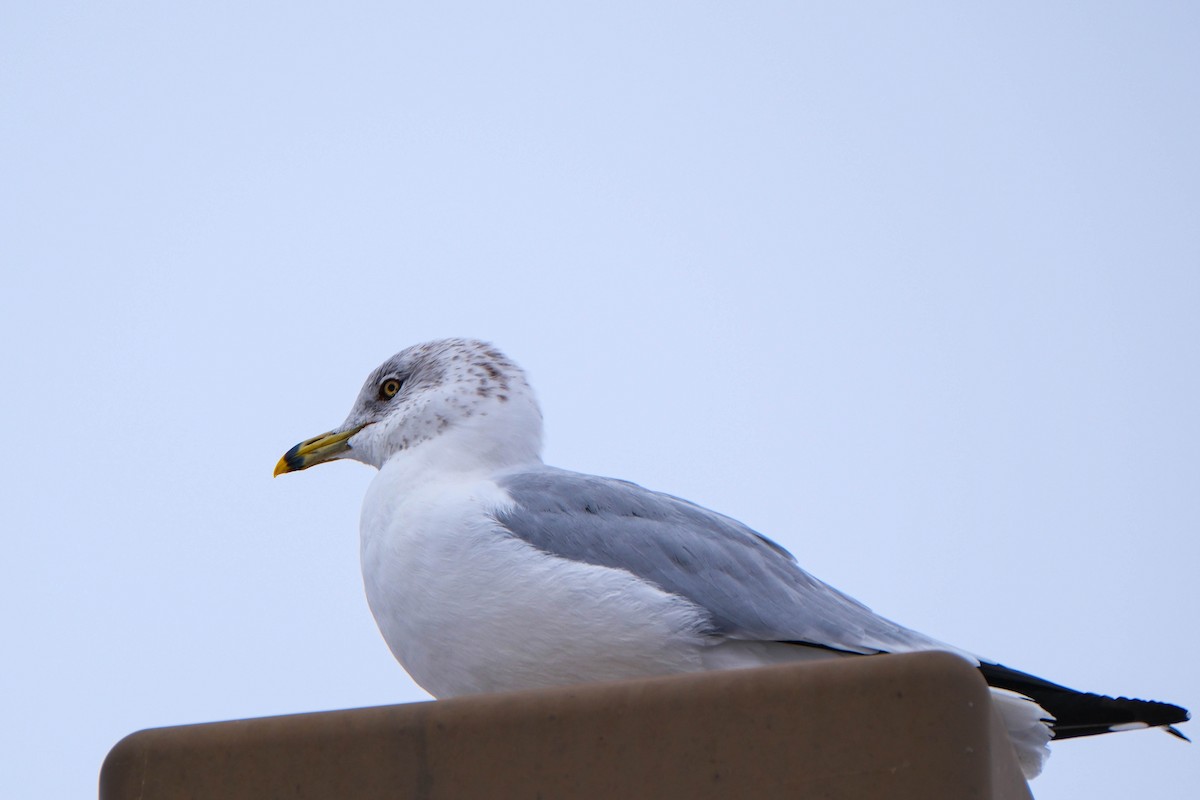 Ring-billed Gull - ML646644532