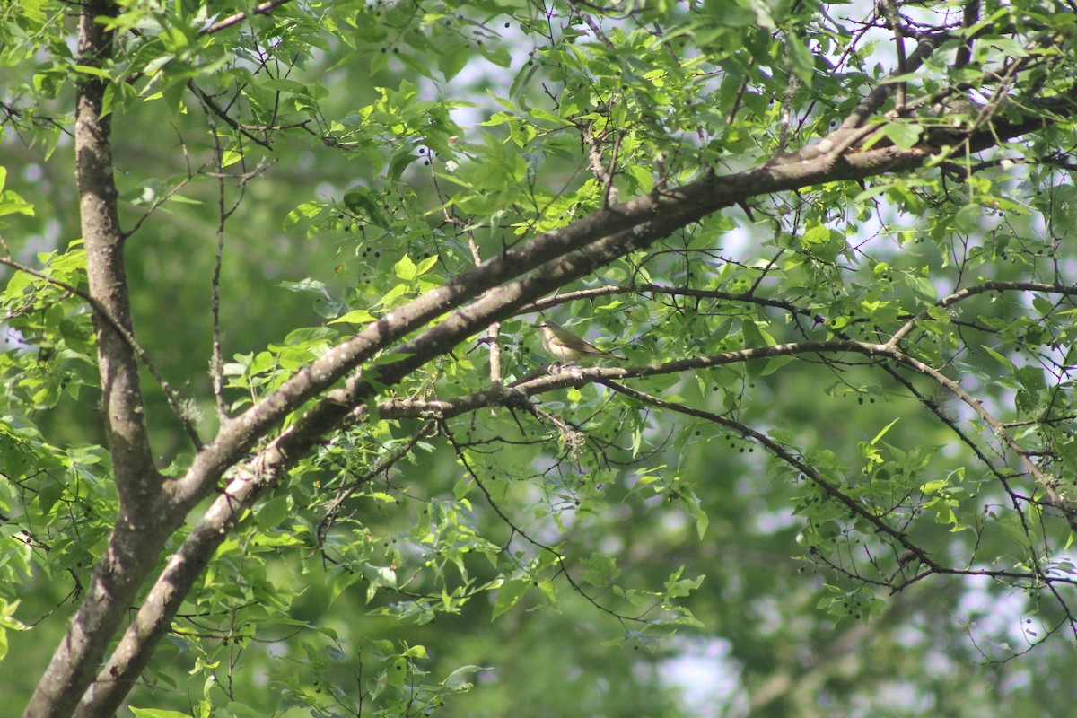 Red-eyed Vireo - ML646644533