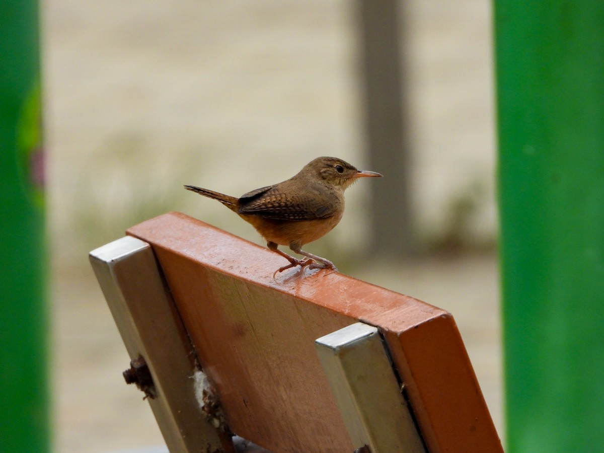 Southern House Wren - ML646644535