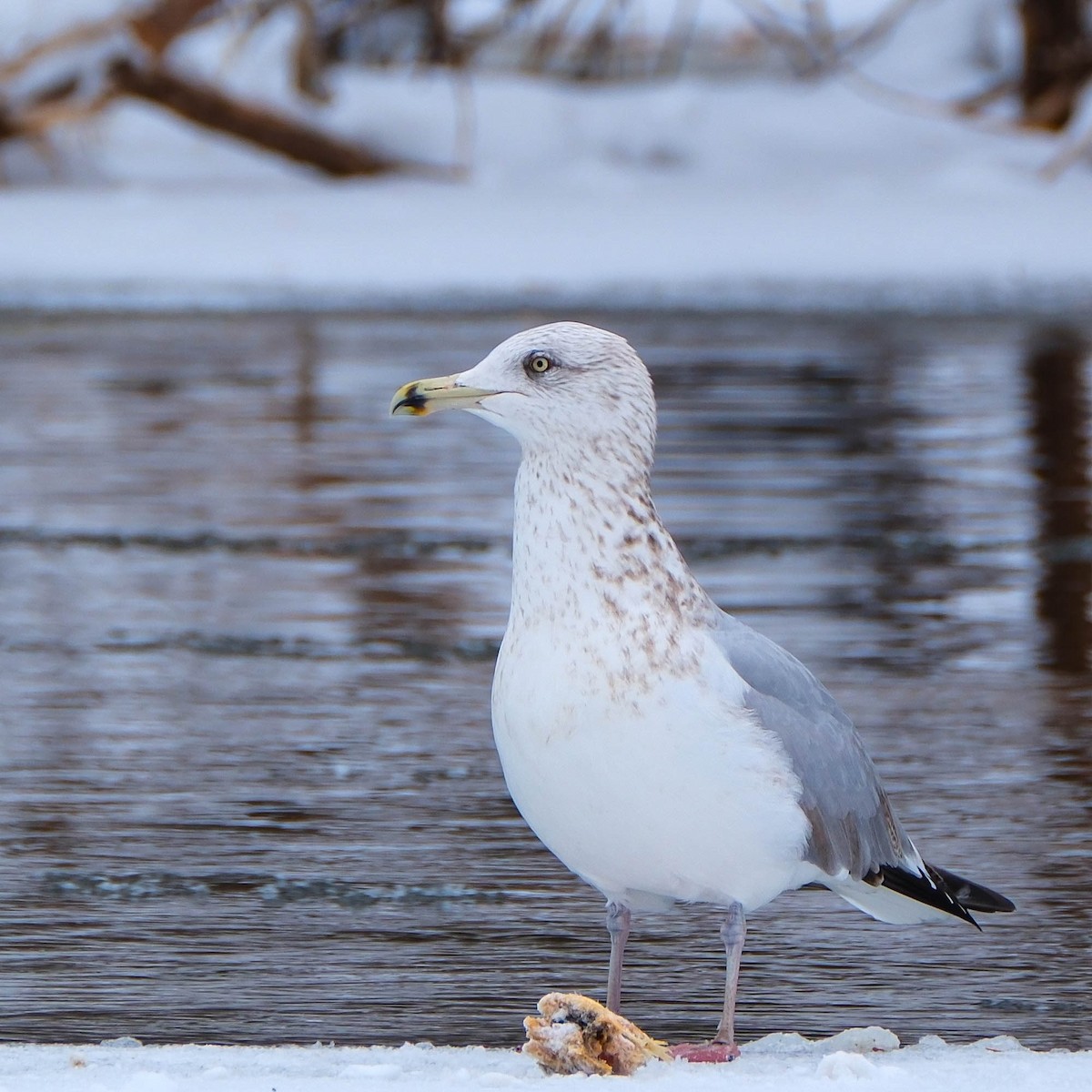 American Herring Gull - ML646644536